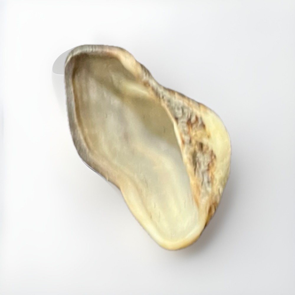 Unique 2” Arc Clam from Florida