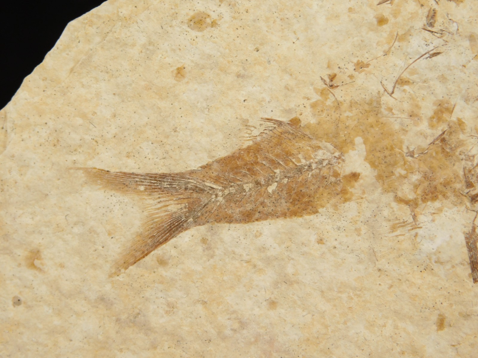 TWO! 50 Million Year Old EXPLODED Knightia Fry FISH Fossils From Wyoming 66.4gr