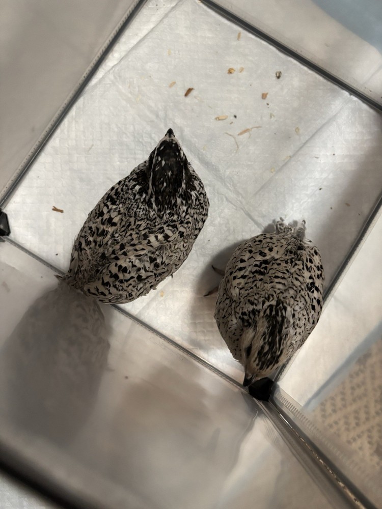 6+ Mixed Bobwhite Hatching Eggs