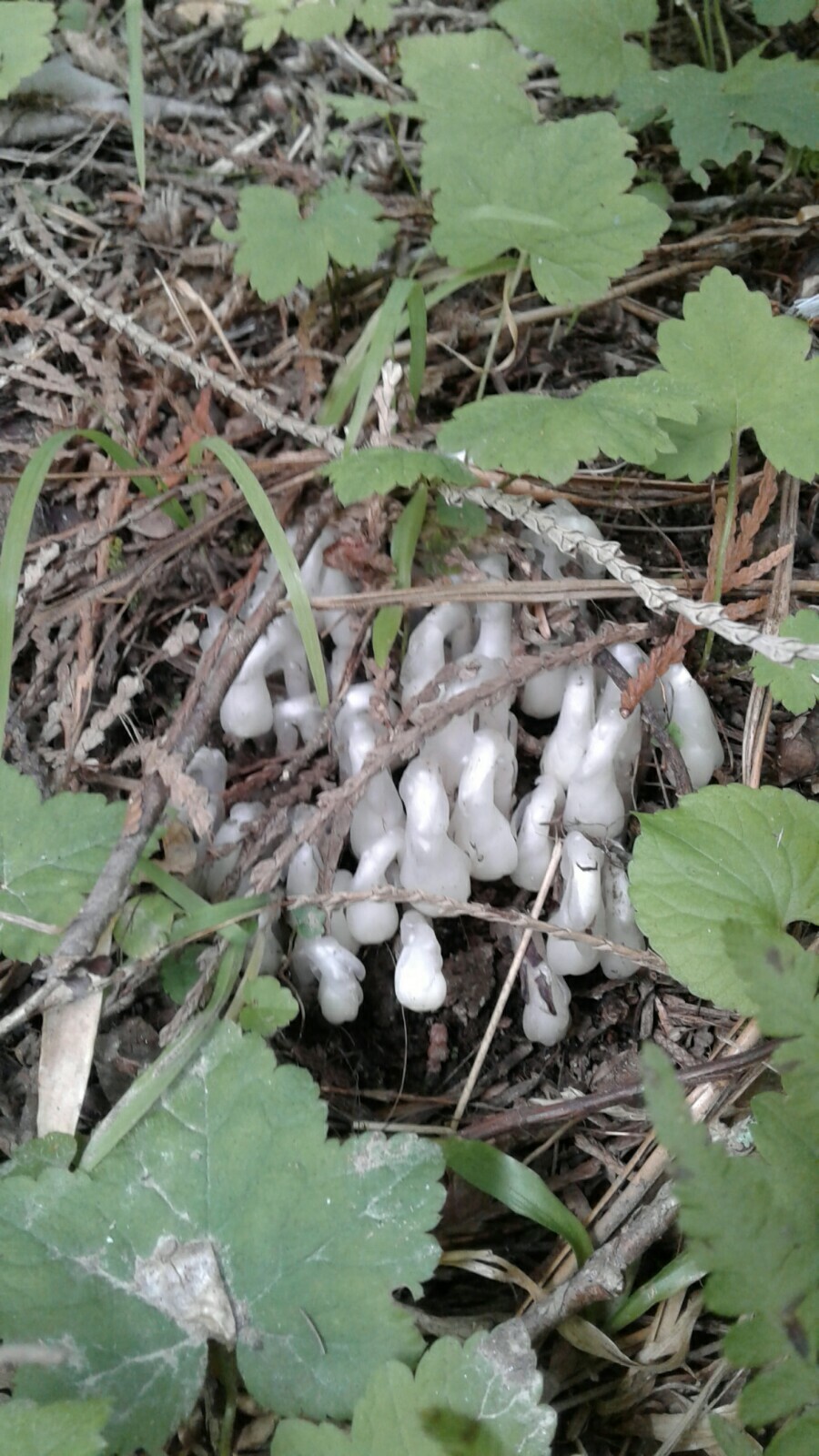 Indian Pipe Ghost Plant Tincture with Flower In Bottle 15 ml Drops monotropa 