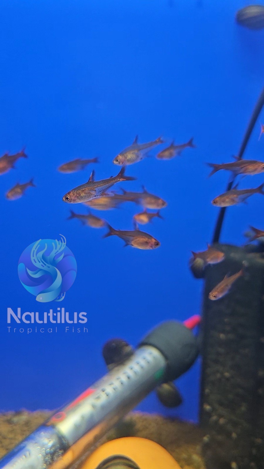 Ember Tetra (Hyphessobrycon amandae), Tank-Bred, We combine shipping!