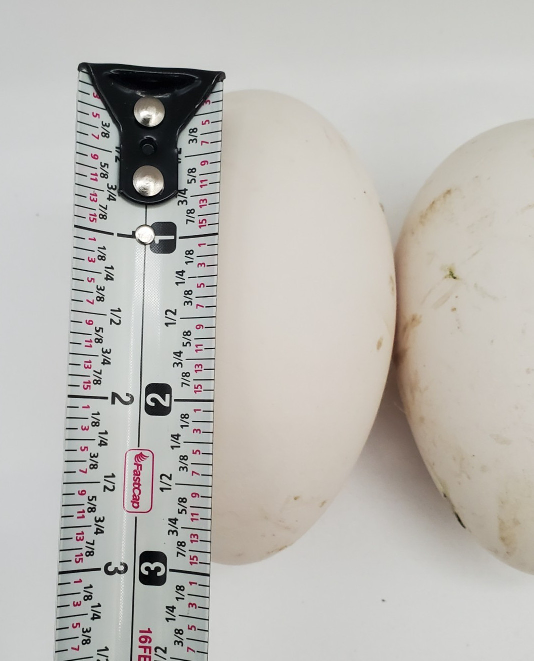 3 + African Goose Hatching Eggs Fertile Louisiana Farm Fresh MULTIPLES AVAILABLE