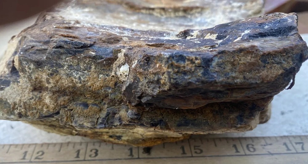 Silver Creek Junction petrified wood
