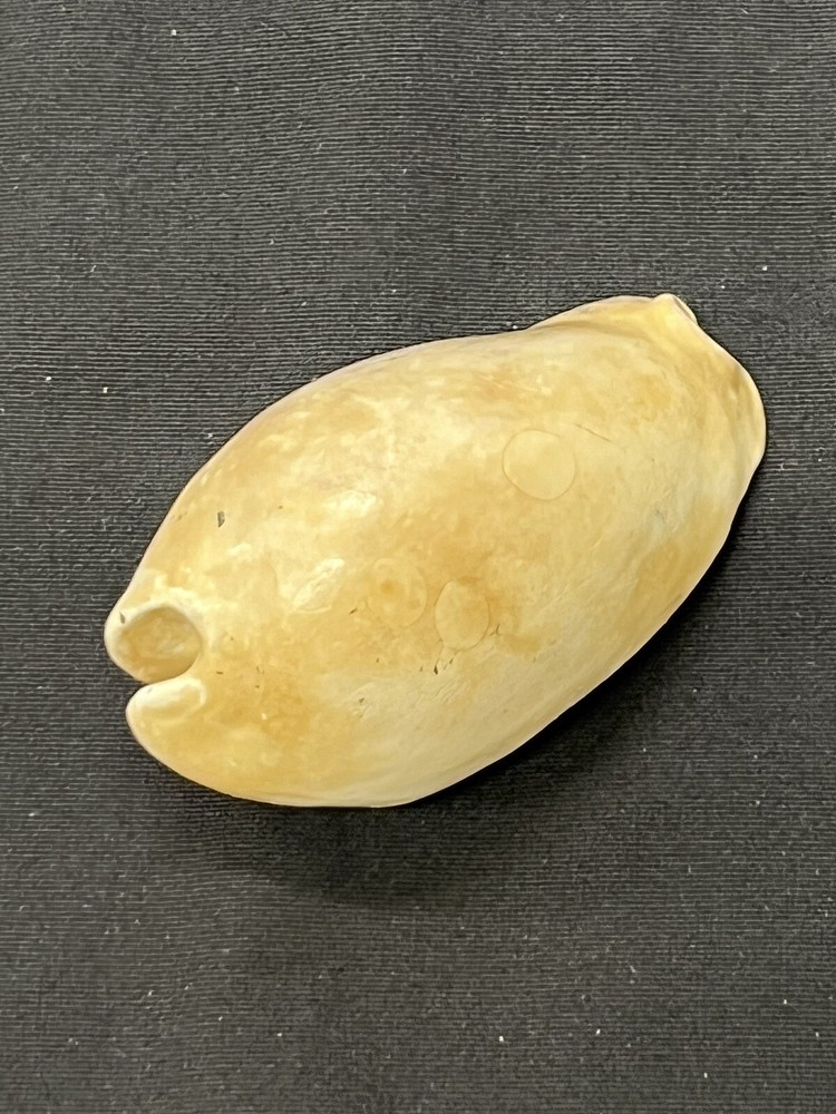 EXTINCT Fossilized COWRIE Shell From Central Florida - Pliocene Era.