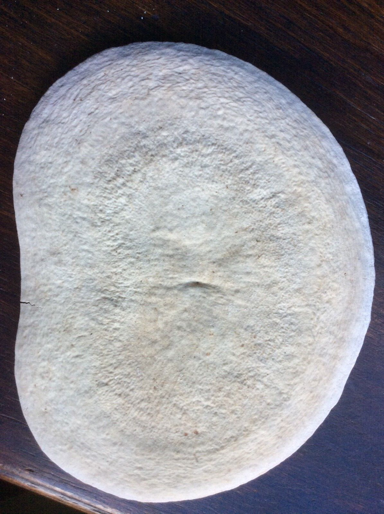 ANTIQUE AUTHENTIC FOSSILIZED H. B. WHALE VERTEBRE & INTERVERTEBAL DISCS