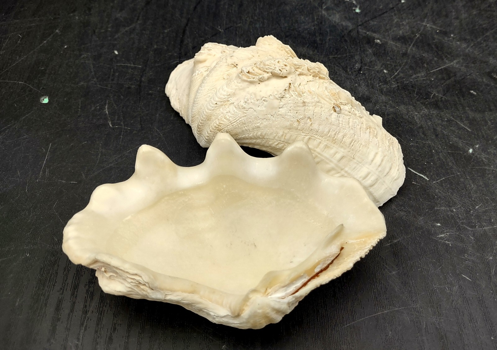 Ruffle Clam Seashell Half Tridacna Squamosa (1 shell approx. 4+ inches)