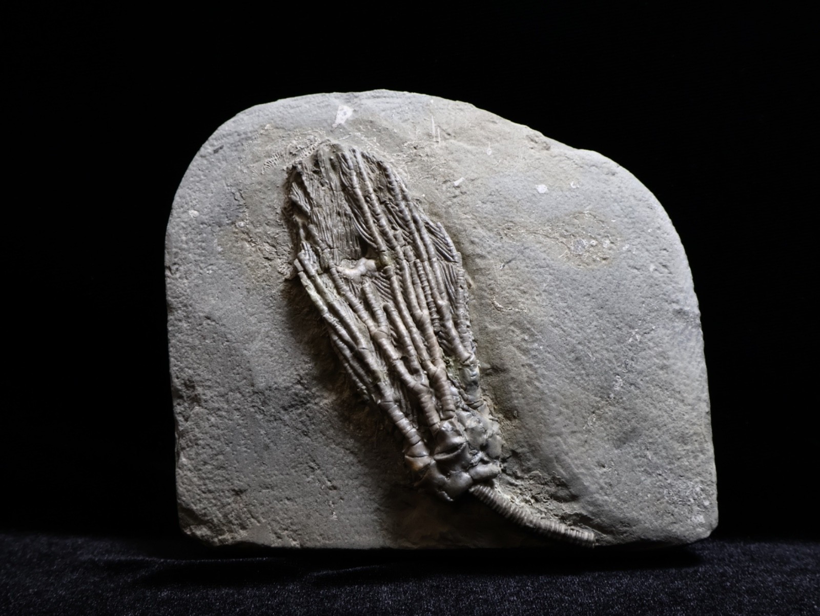 Big Abrotocrinus unicus Fossil Crinoid, Crawfordsville, Indiana