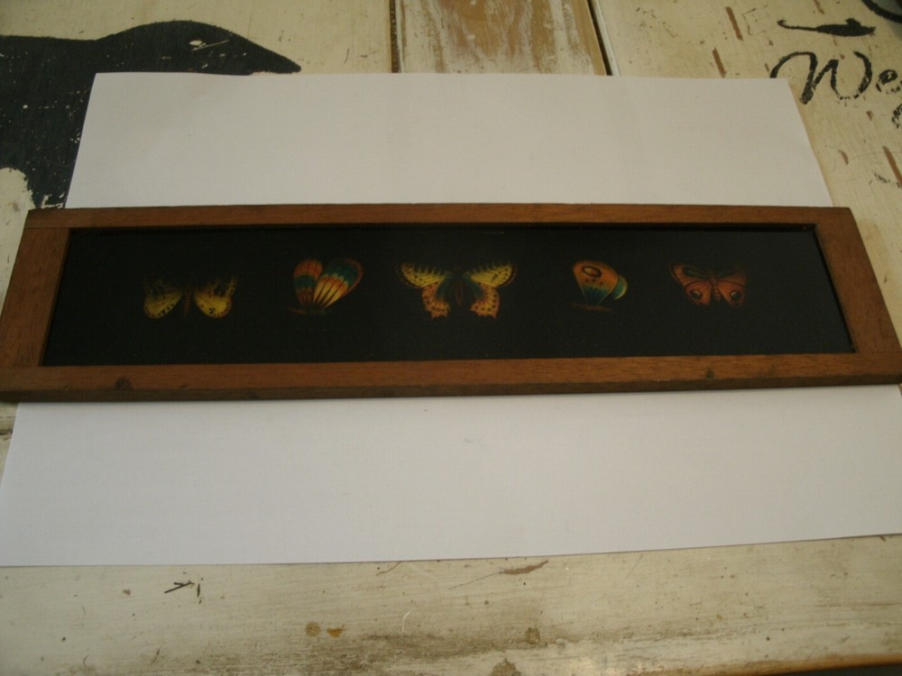 Lantern Slides, BUTTERFLIES