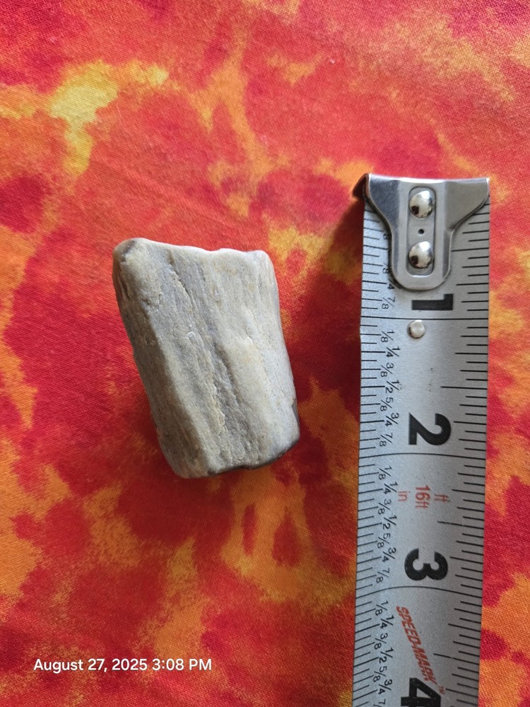 petrified wood