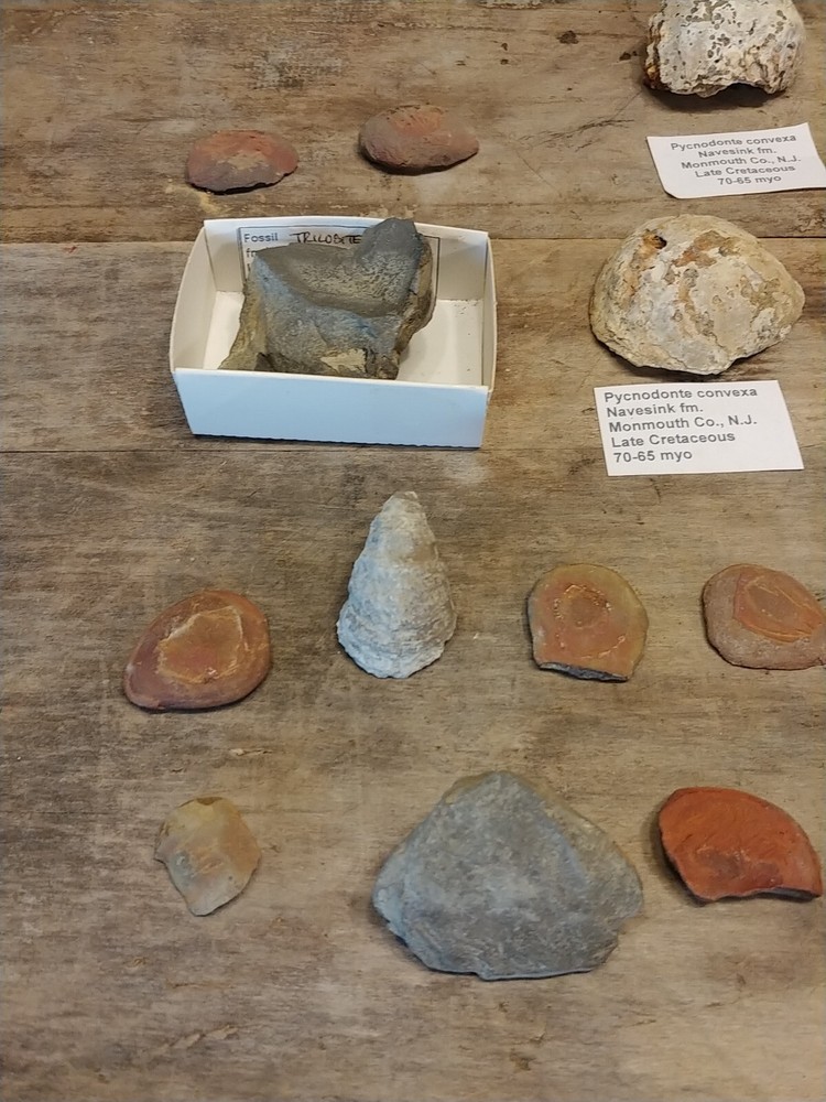 Fossil Lot 24 Total Pieces