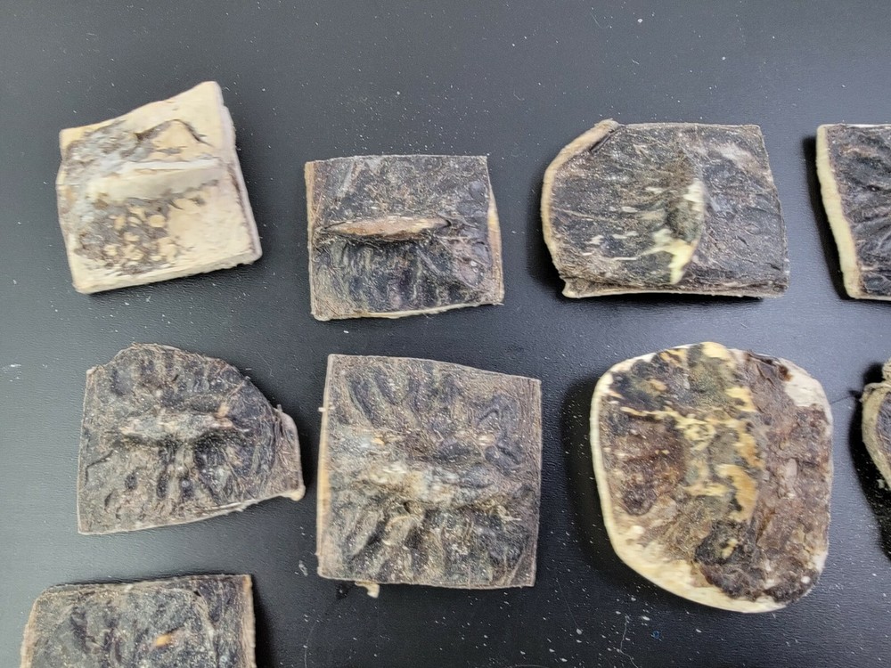 Gator ALLIGATOR BACK SCUTE bone bones BONY skutes croc weird OSTEODERMS unclean