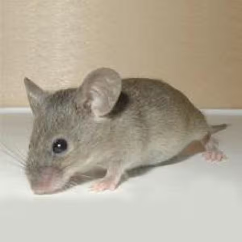 Transonic Bug Chaser Electronic All Pest Repeller Mice Insects