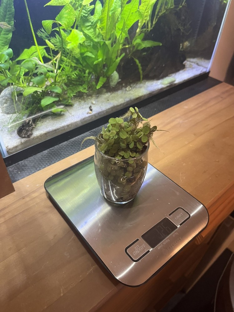 Salvinia Minima Easy Beginner Floating Plant