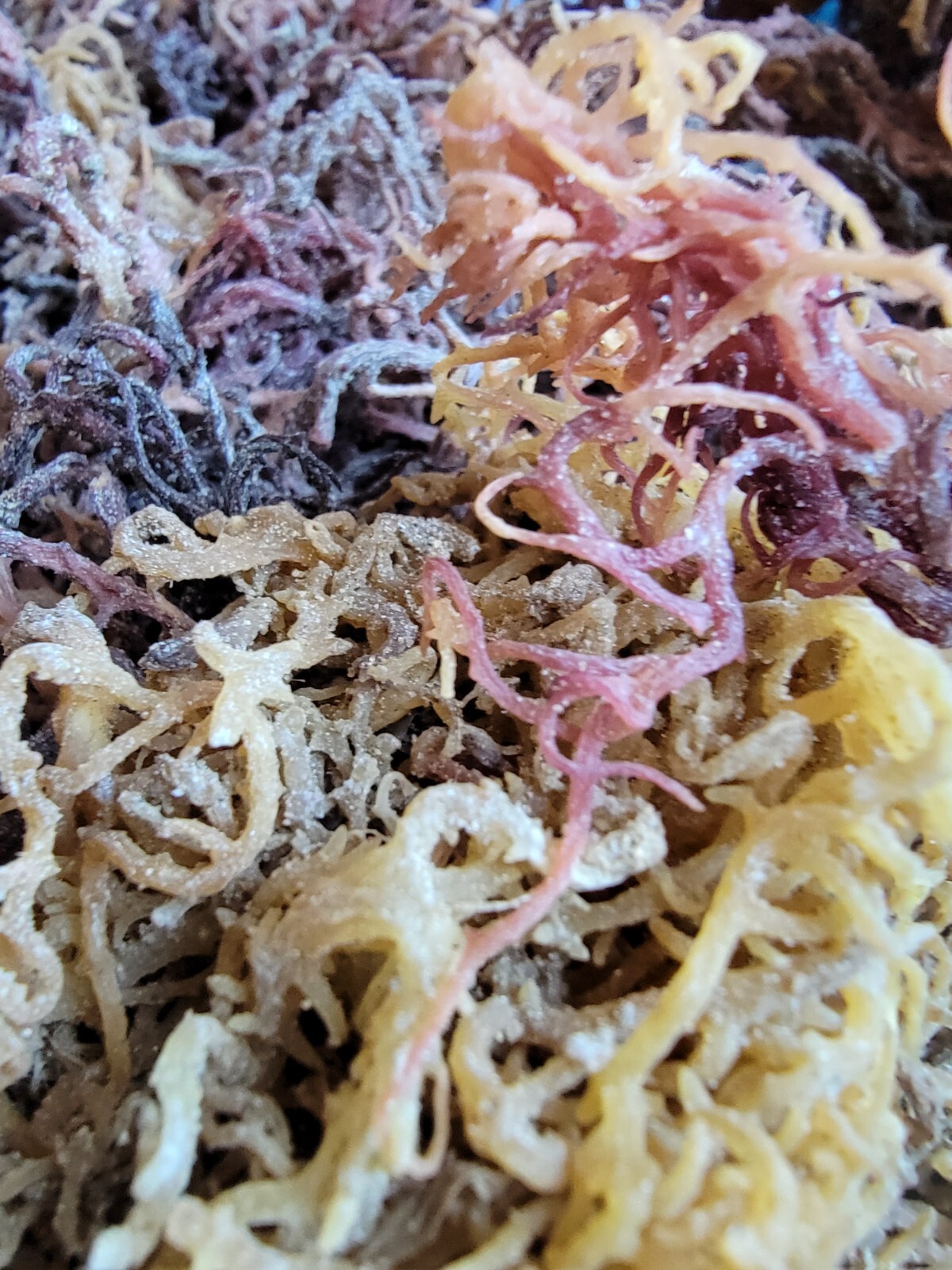 Organic Purple Irish Sea Moss I Wild Crafted Superfood I Raw Sun dried Seamoss