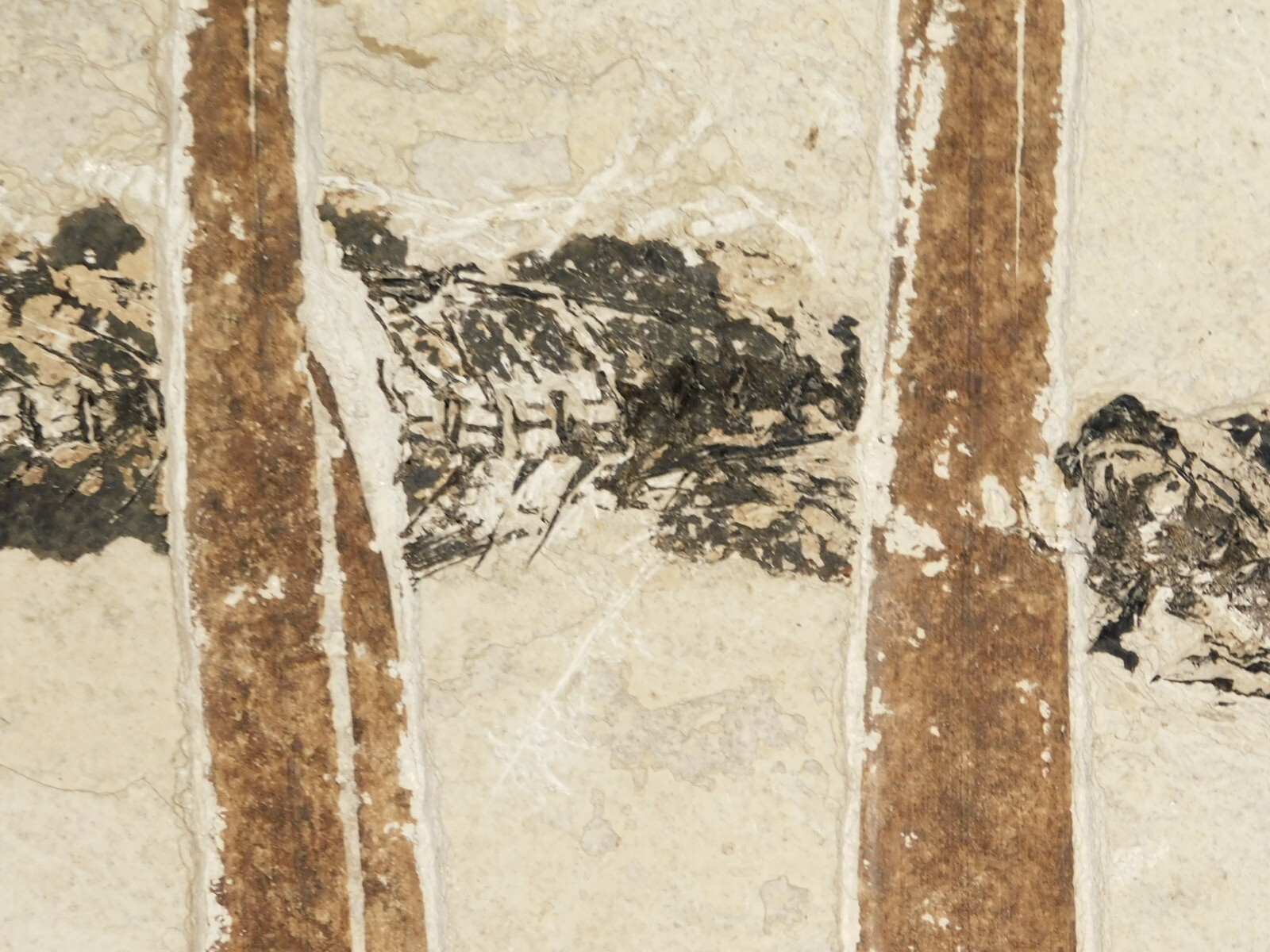 GIANT! PALM Frond Fossil With a BIG Rare Mioplosus FISH Fossil From Wyoming