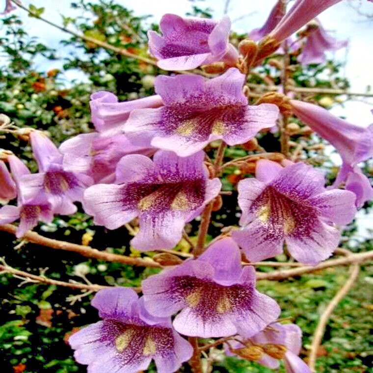50 Royal Empress (Paulownia tomentosa) Seeds "FASTEST GROWING TREE in the WORLD"