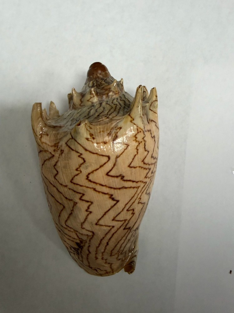 Volute Sea Shell 5-6” Zig Zag Pattern Natural Ocean Shell Coastal Decor