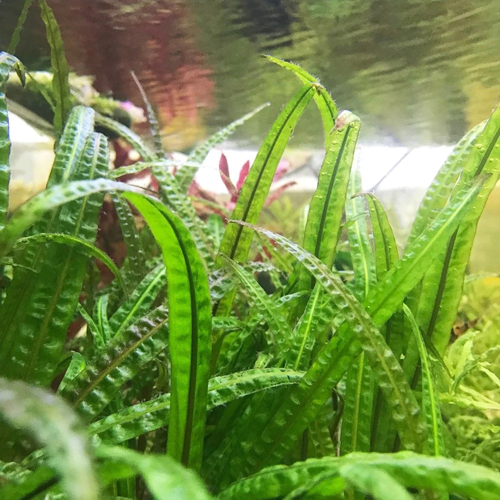 Cryptocoryne Crypt Balansae