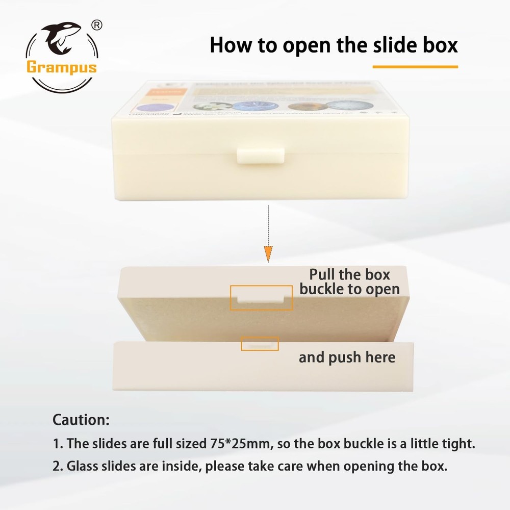 High-Quality Insect Specimen Slides - 30 pcs Microscope Set for Young Scientists