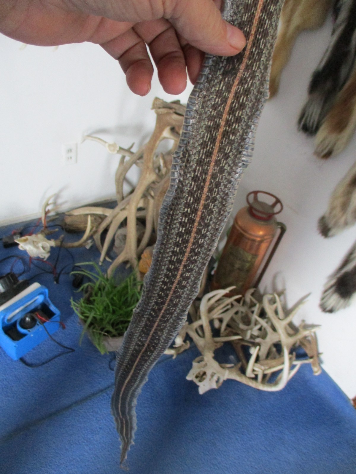 garter snake skin garden snake hide DRY TANNED wrap pen blanks 36 in. B3