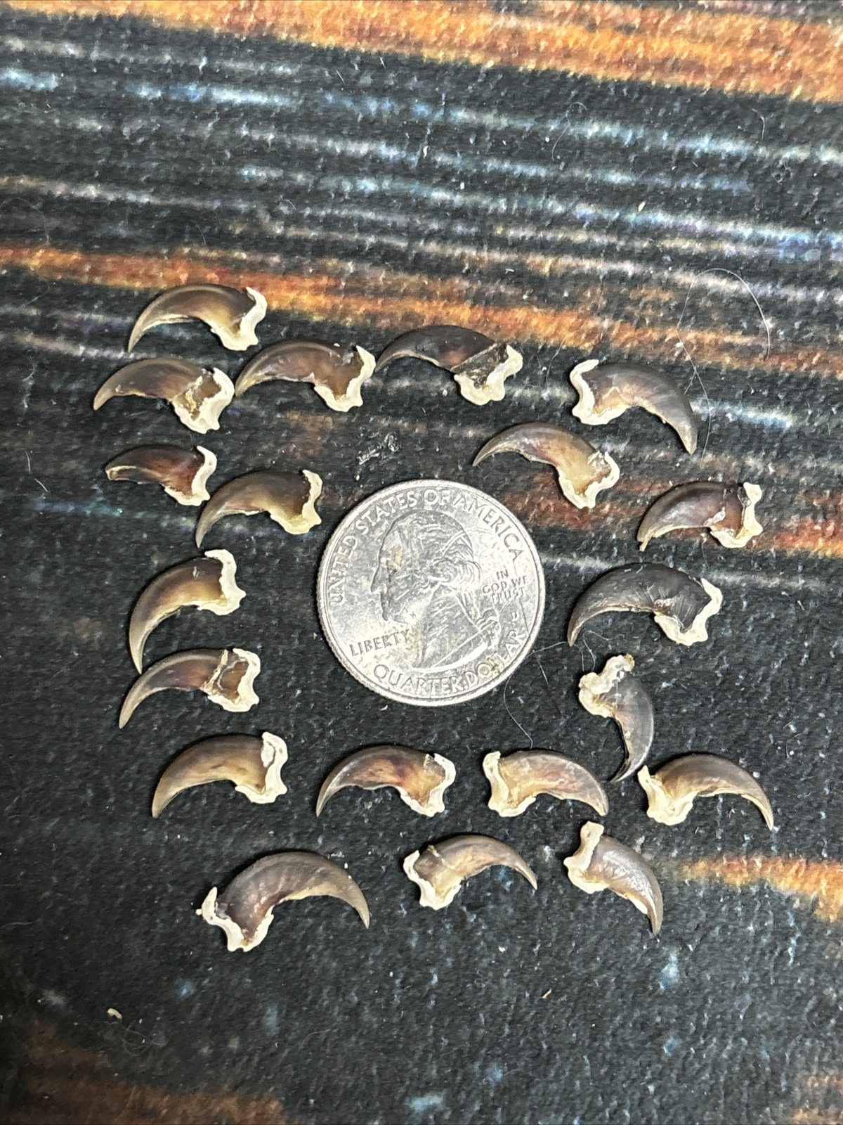 20 REAL Raccoon CLAWS TOE BONE Art Craft Animal Mount Jewelry  Skull Coyote