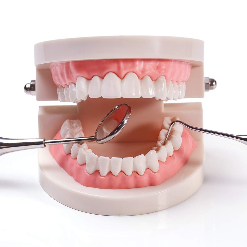 Dentist-Approved Teeth Model for Effective Patient Communication & Teaching
