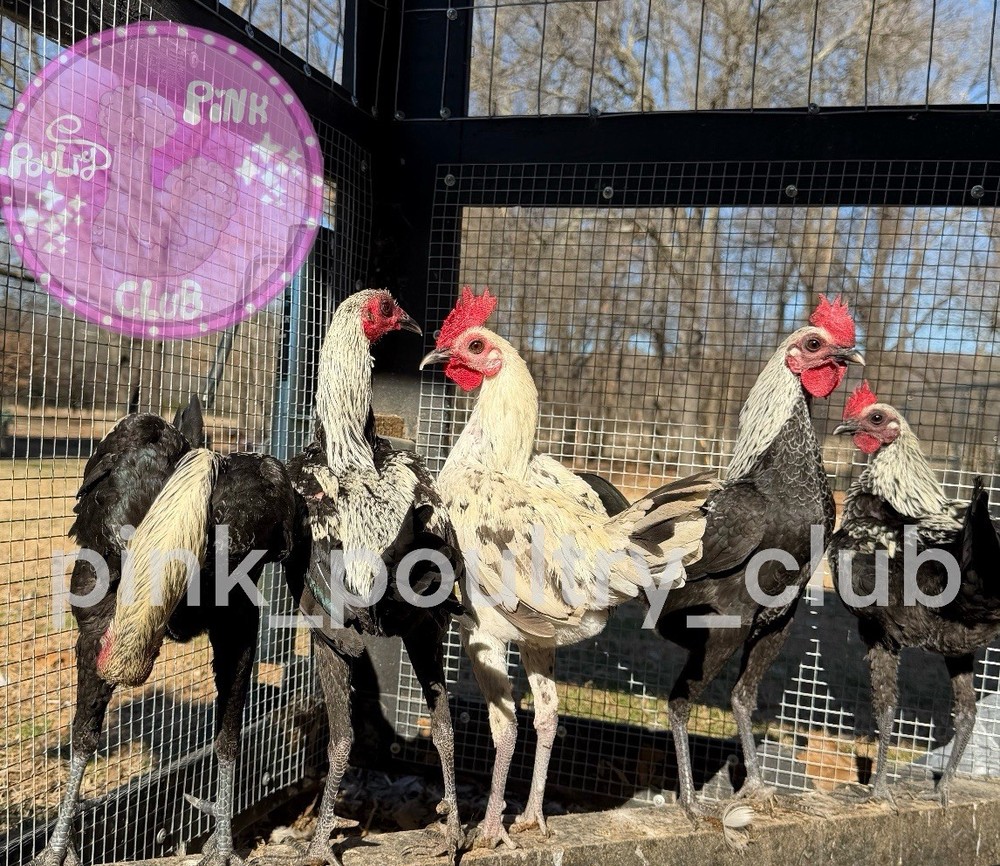 6 RARE high quality Modern hatching Eggs Black Birchen Splash Silver Blue