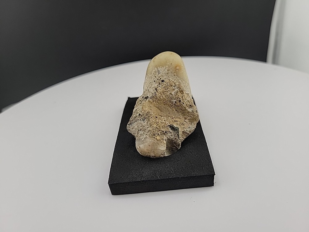 Claw Fossil Super Rare Compression Fossil