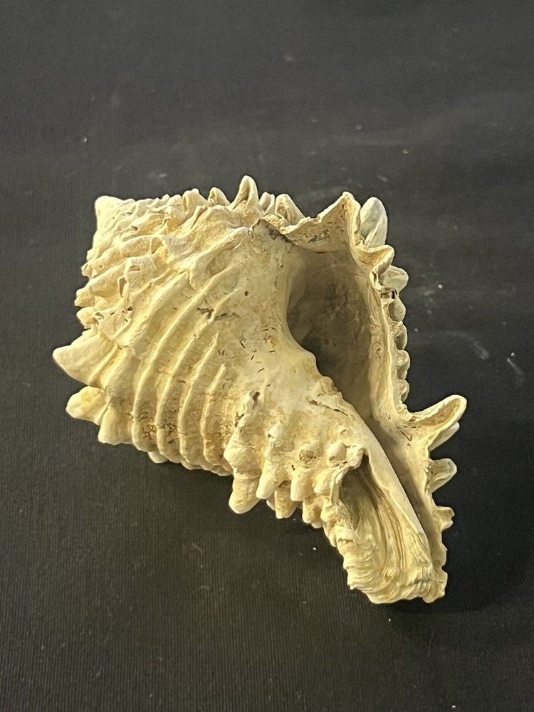EXTINCT Fossilized VASE Shell From Central Florida, Pliocene Era.