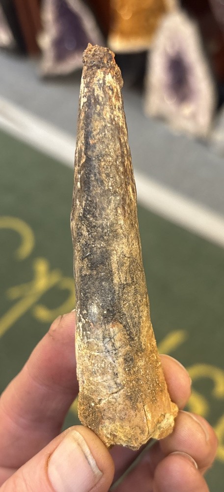 Authentic 4 1/8” Spinosaurus Tooth Fossil