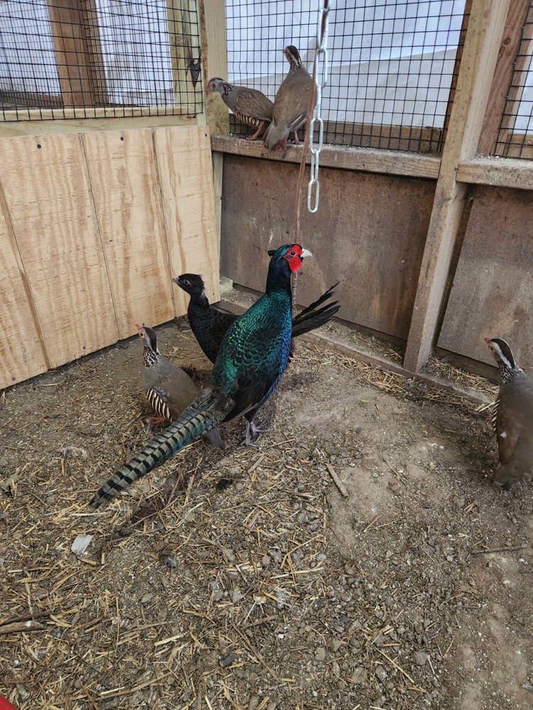 12 Plus 2 Melanstic Ringneck Pheasant hatching eggs