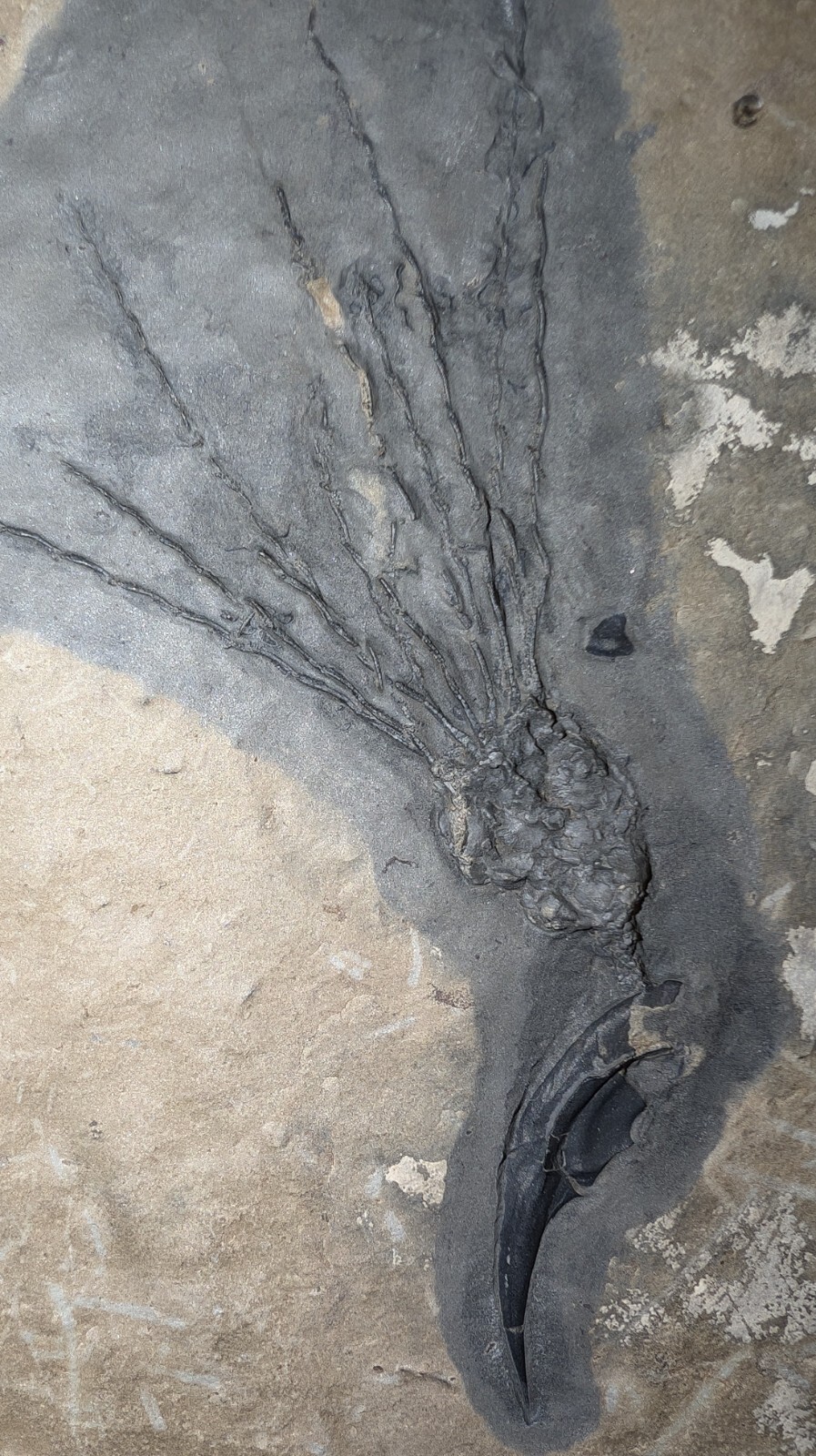 Gogia granulosa Fossil Wheeler/Marjum Formation, Utah Cambrian Proto-echinoderm