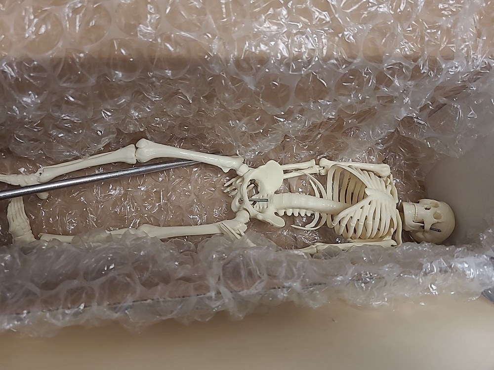 My First Skeleton 16.5” Anatomical Chart Company Model & Stand Tiny Tim