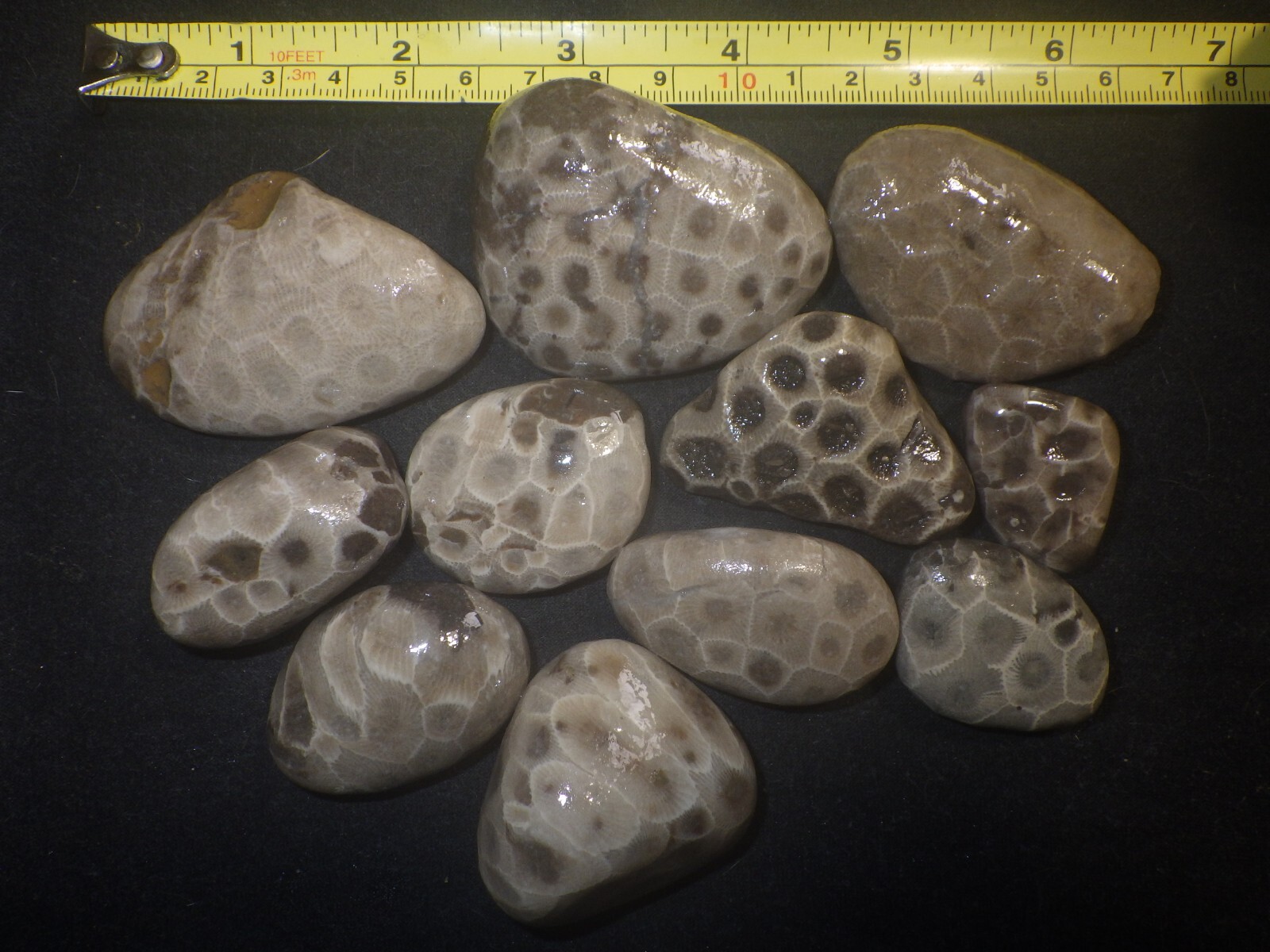 Unpolished Petoskey Stones 1 Pound