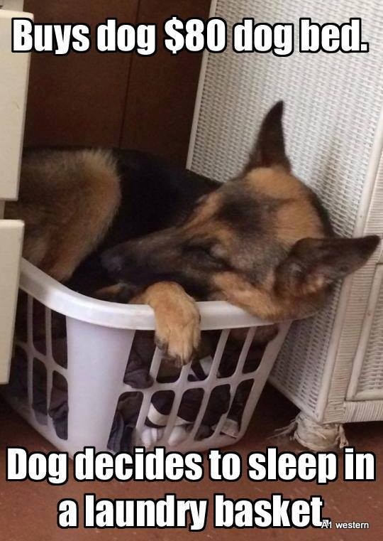 german Shepherd refrigerator magnet 3 1/2 x 4  1/2