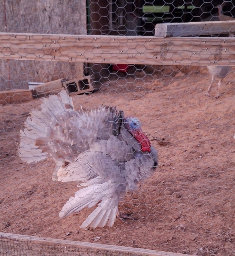 6 Lilac Turkey Hatching Eggs