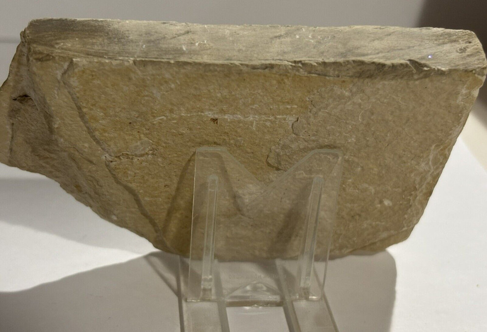 Fish fossil nearly whole fish #B