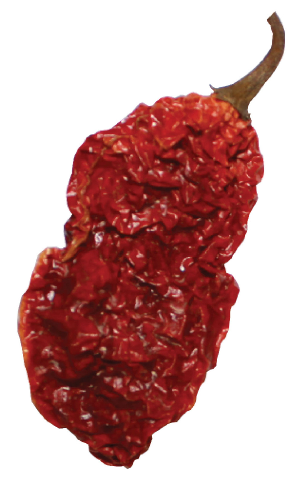 Dried Whole Ghost Peppers Chile Pepper Pods 1 oz Hot 25 Peppers Wicked Tickle
