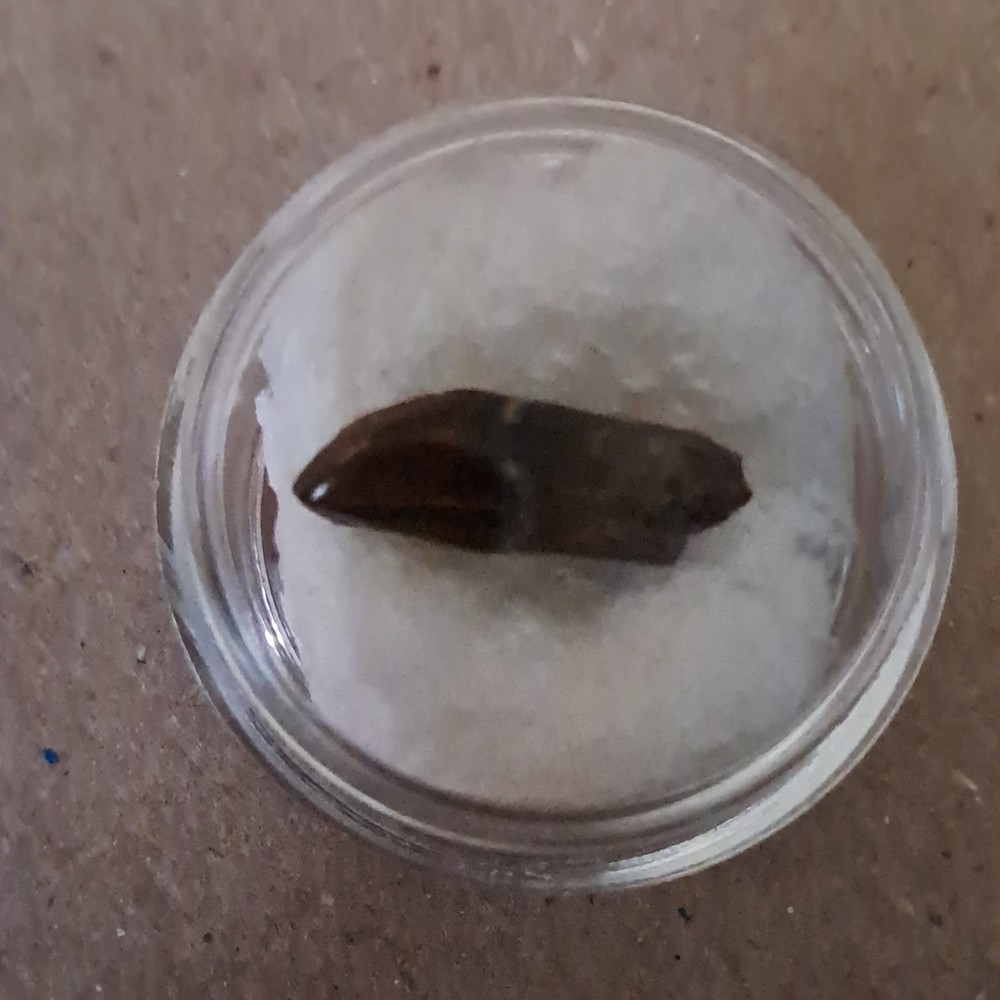 Fossil Dolphin Tooth Specimen