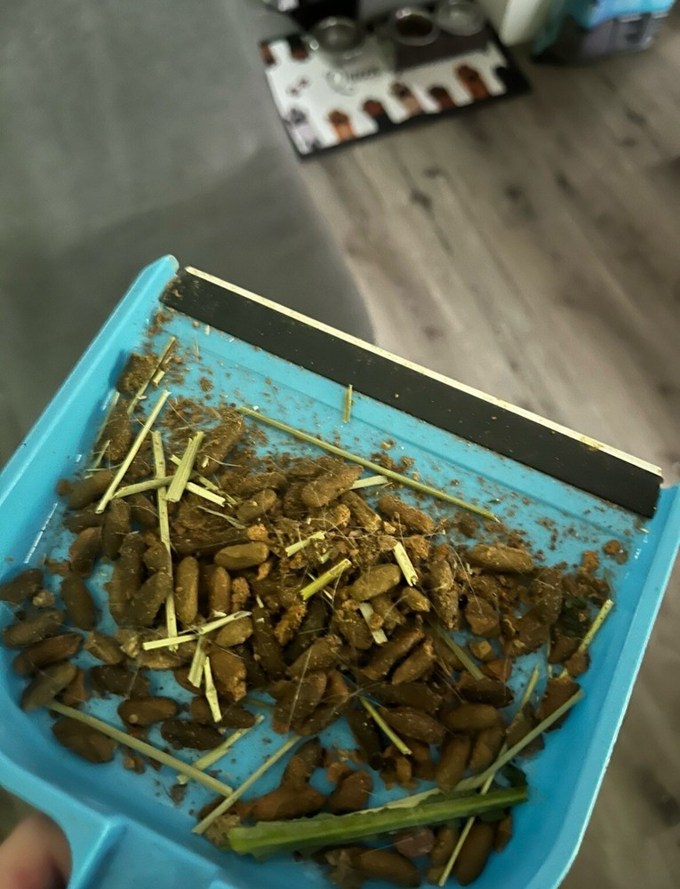 Guinea Pig Poop