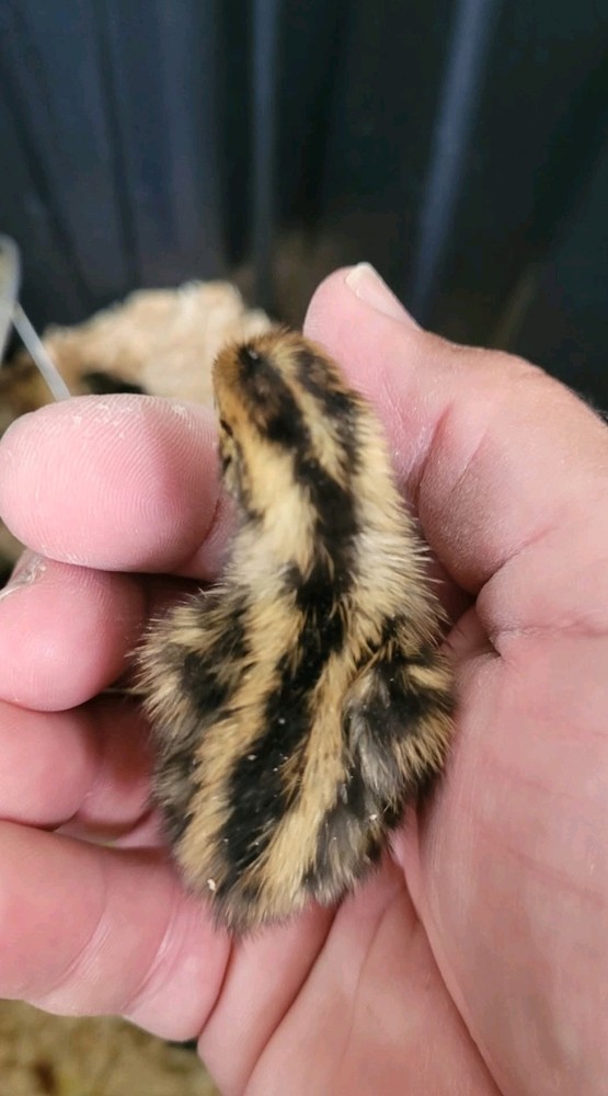 12 Quail Hatching Eggs On Sale now