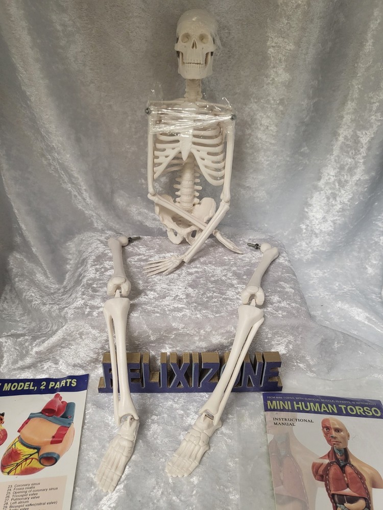 EVOTECH Scientific Human Anatomy Model Bundle Torso Skeleton Heart Brain Set