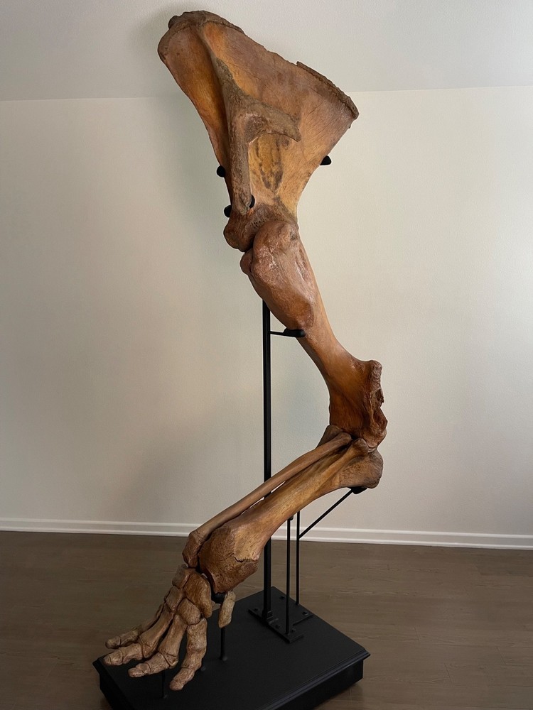 Woolly Mammoth Forearm Fossil