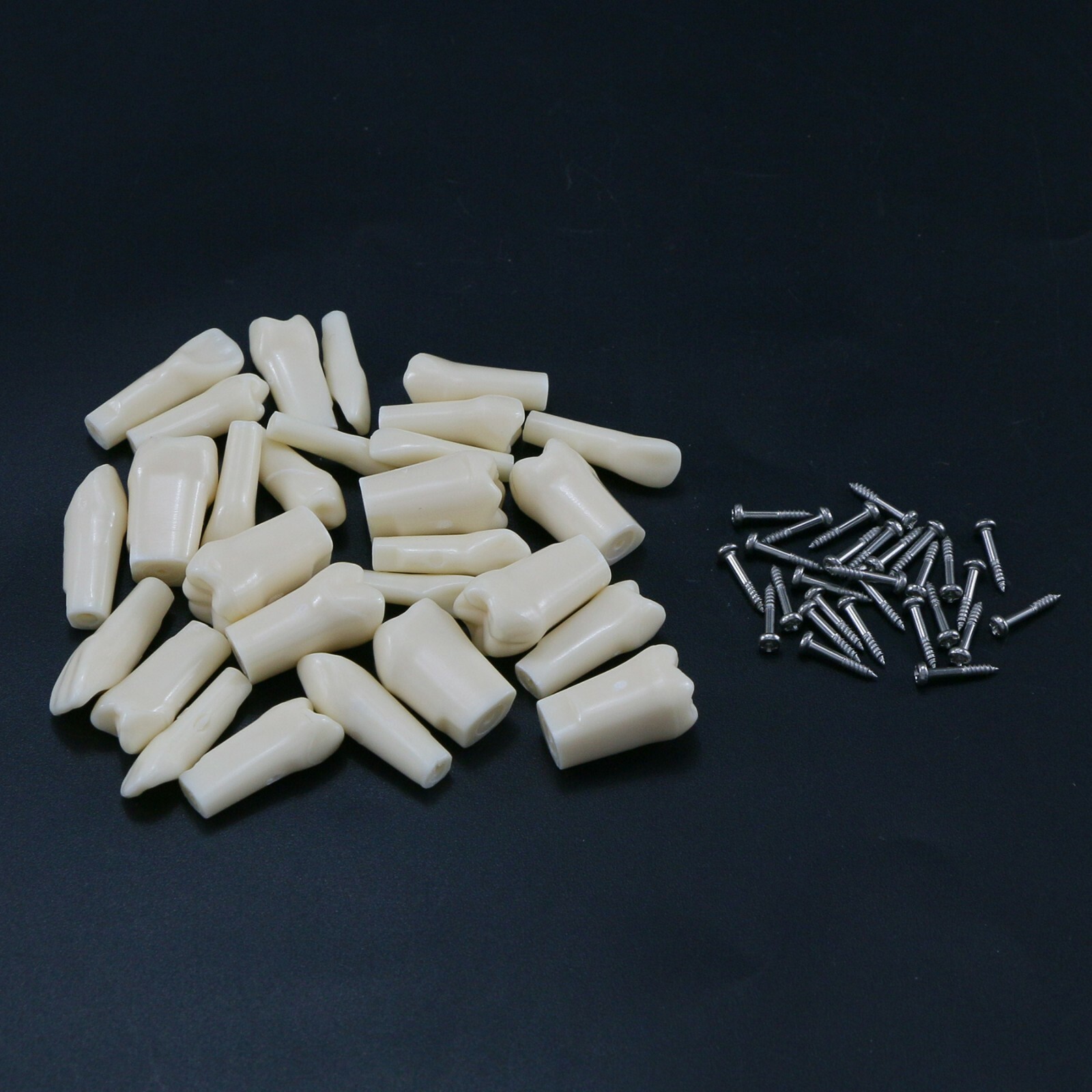 Dental Typodont Teeth Model With Removable Teeth fit Kilgore NISSIN 200/500 Type