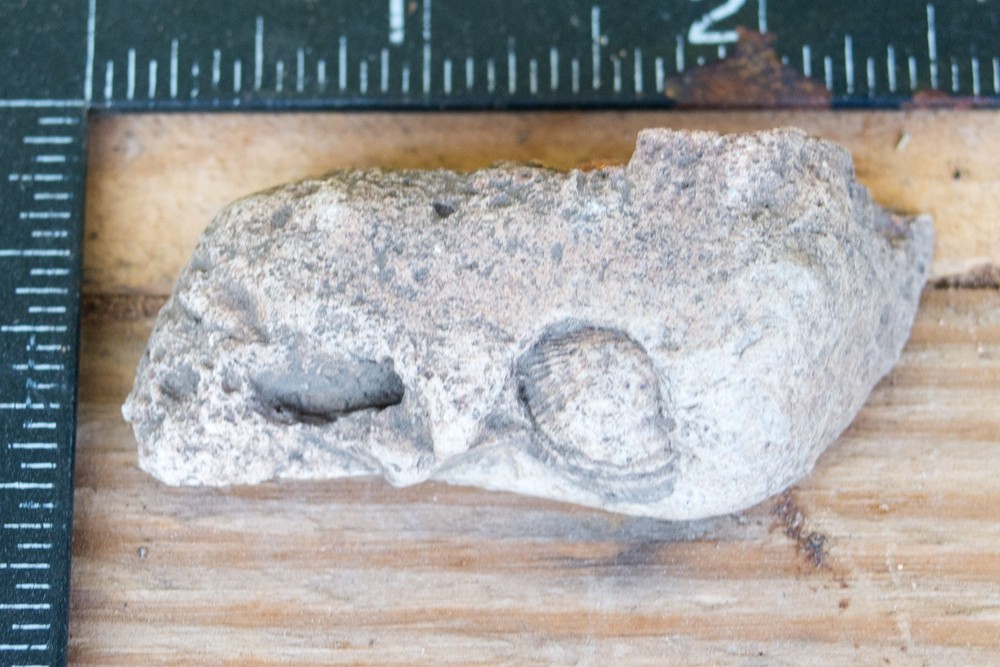 NE Oklahoma Fossil