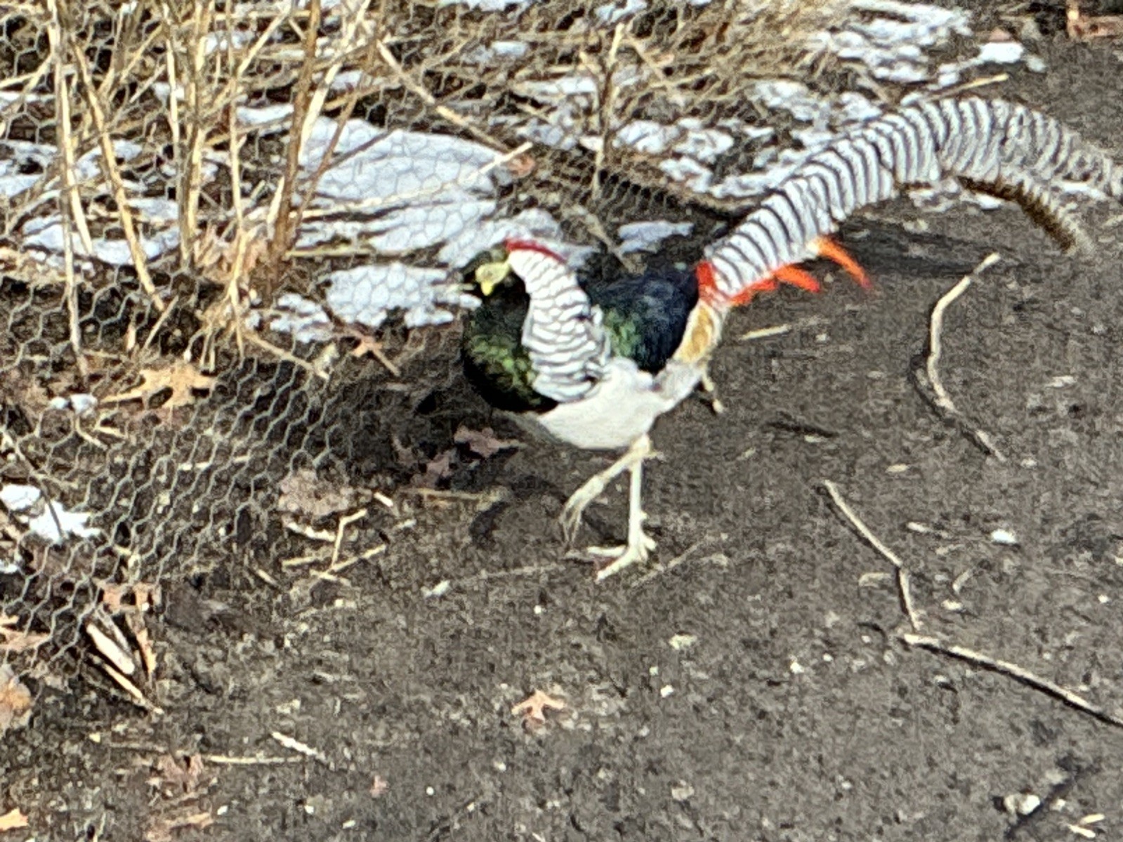 PRE-SALE Lady Amherst Pheasant Hatching Eggs 6+2