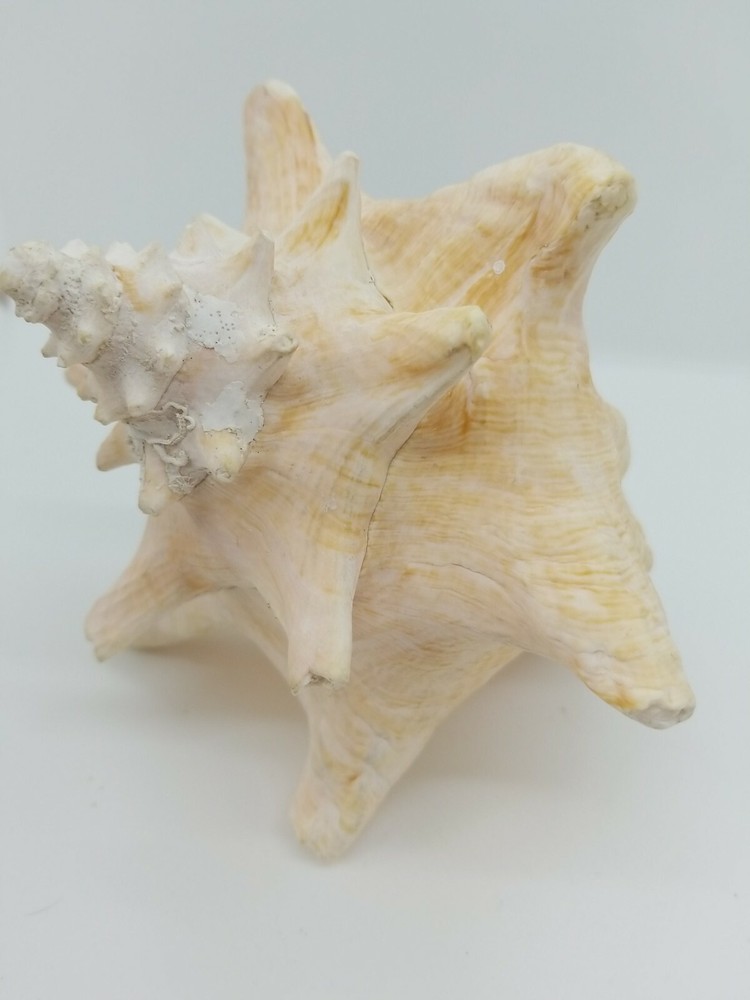 Natural Pink Inside Conch Shell Display Nautical Decor