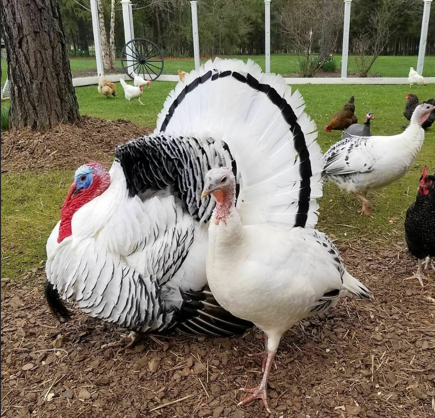 Royal Palm Turkey Hatching Eggs - 6 eggs