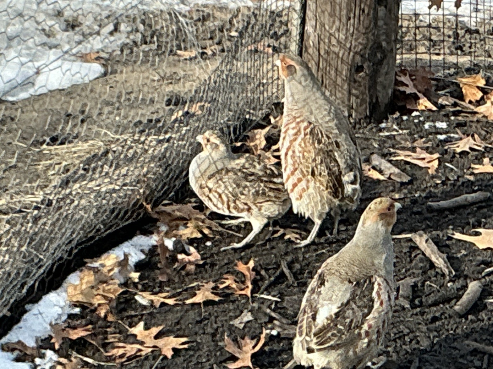 PRESALE Hungarian Partridge Hatching Eggs Qty 16+2 Shipping Late April /May