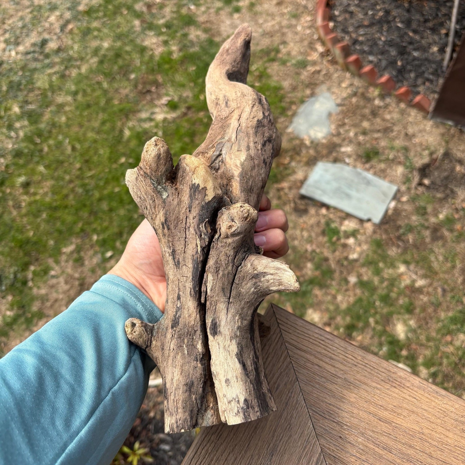 Knobby Tree Shaped Driftwood 14x5x5 – Sculptural Natural Wood Decor